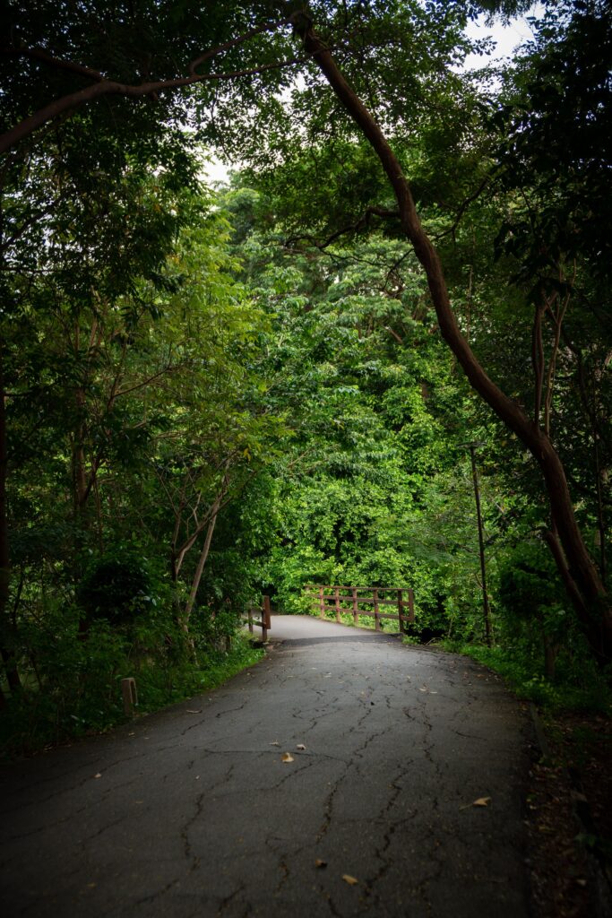 Paved walking trail surrounded by dense tropical foliage in Bang Kachao, known as Bangkok, Thailand's green lung for nature-based wellness tourism.
